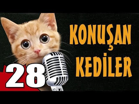 Konuşan Kediler 28 - En Komik Kedi Videoları