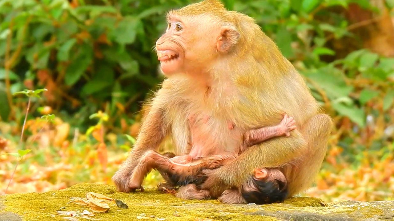 Gorgeous and Lovely Baby Primate, Brendy Finally Welcomes a New Family Member