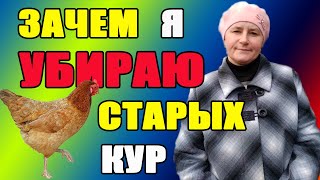 1.Зачем отбраковывать старых кур. 2.Как определить курицу несушку.