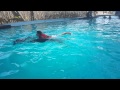 Бали. купание с дельфинами
