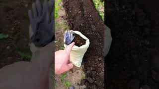 Как правильно посадить огурцы 🥒 Пользуйтесь… #огурцы #теплыегрядки #огород