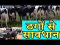 ठगों से सावधान I Dairy Talk #67 I Online Booking of Holstein Friesian cows Buffaloes