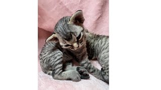 Devon Rex Kittens 3 weeks old (Yokos Kittens) by Yoko Kat 135 views 5 months ago 1 minute, 27 seconds