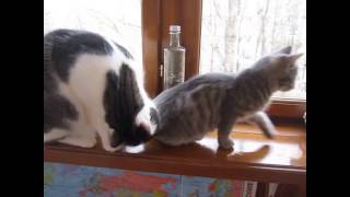 Кошка Матрёшка смотрит в окошко. Кошка Матрёшка смотрит в окошко.