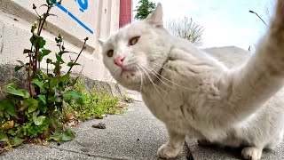 Angry White Cat Attacking my Camera
