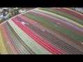 Tulip Field Holland Bolroy Markt flowering in Heiloo