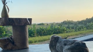 Jellyfish RADIO (Ep. 1234) - Sunset Meditation with my dogs