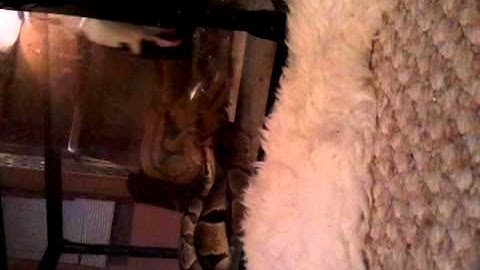 Feeding Monty - ball python