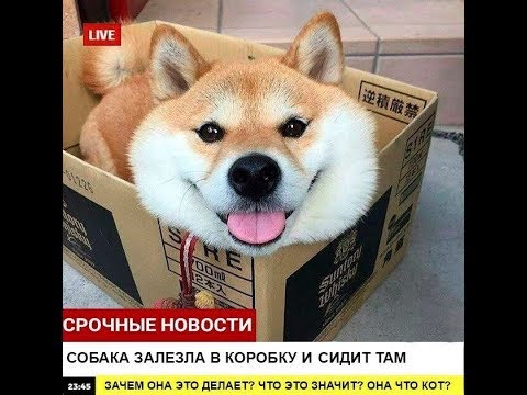 Собака стрим - СИДИМ В КУСТАХ PlayerUnknown's Battlegrounds - Собака стрим - СИДИМ В КУСТАХ PlayerUnknown's Battlegrounds