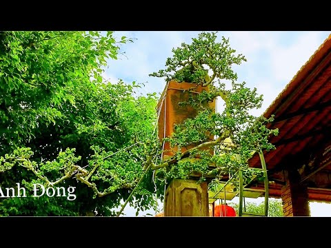 Video Quá đẹp vườn bonsai Nghệ Nhân Hải Quán Cafe Bonsai An... - youtube
