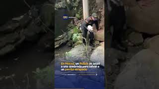 En Mocoa, un Policía se lanzó a una quebrada para salvar a un perrito atrapado | Oro Noticias