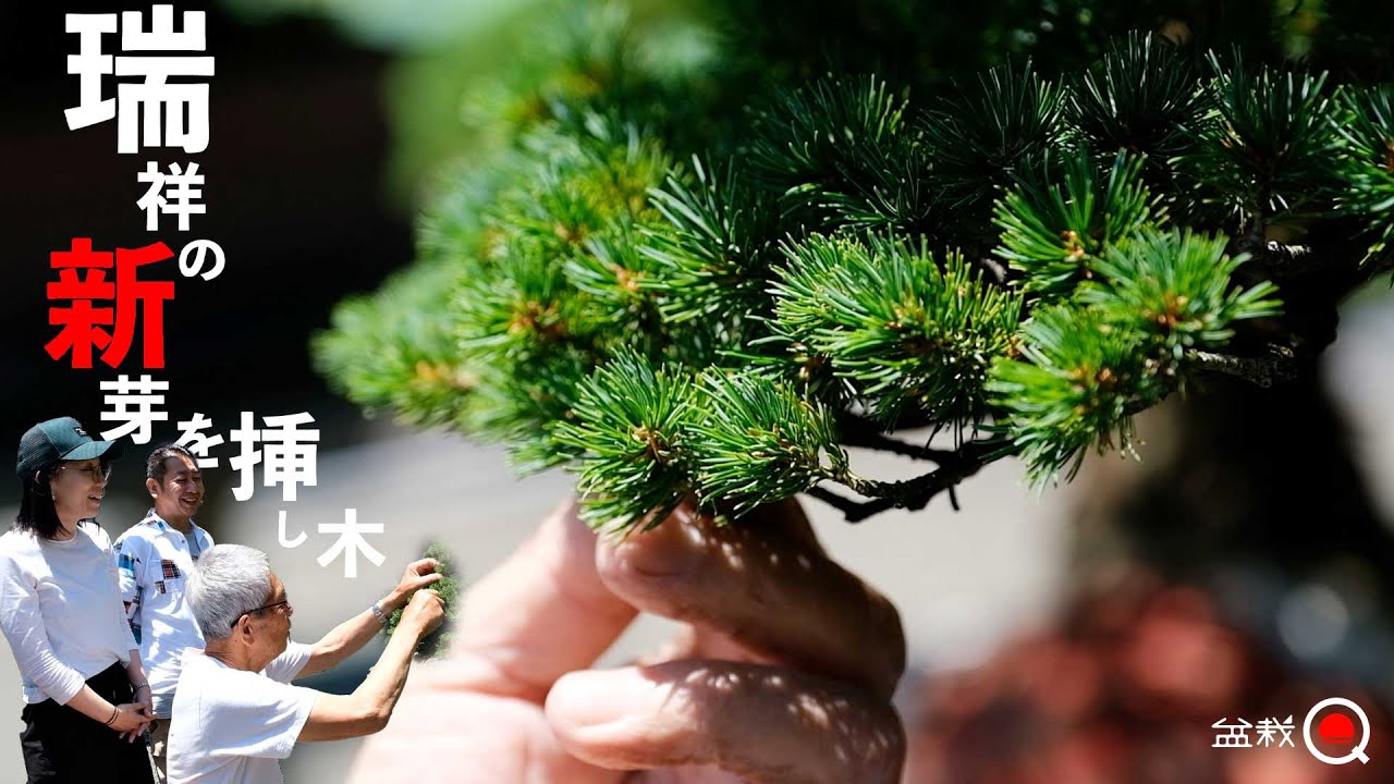 zuizho cuttings. Leaf Watermark and Harvesting Cuttings [Bonsai Q