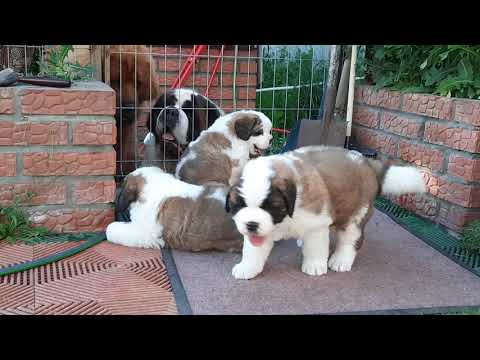 Щенки сенбернар (32 дня)  St.Bernard puppies (32 days old)