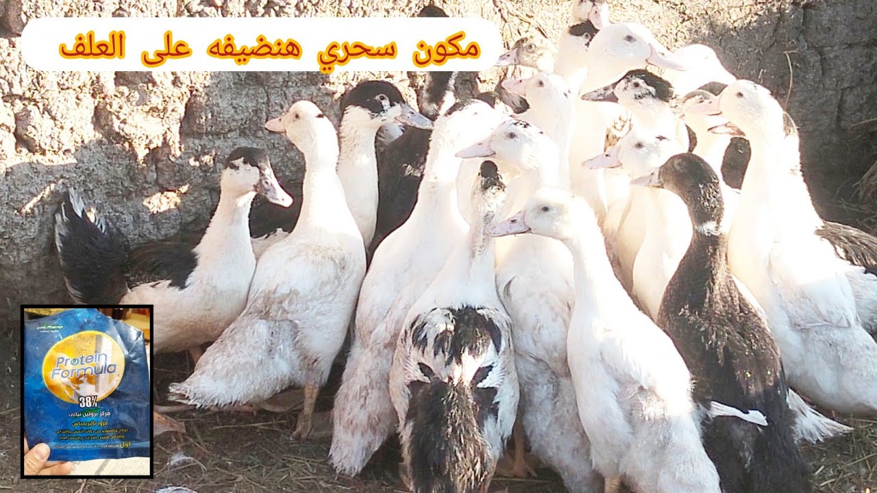 بط البغال(المولار) لرمضان 🍗🌙مع إضافة مكون سحري علي العلف هيخلي الوزن ٧/٦ كيلو❗