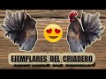 EJEMPLARES DEL CRIADERO