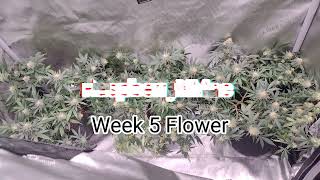 New Strains in the 2x2 Flowering and 2x4 Ac Infinity Flower  Raspberry Mac