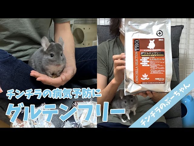チンチラにおすすめのグルテンフリーとは？ - YouTube