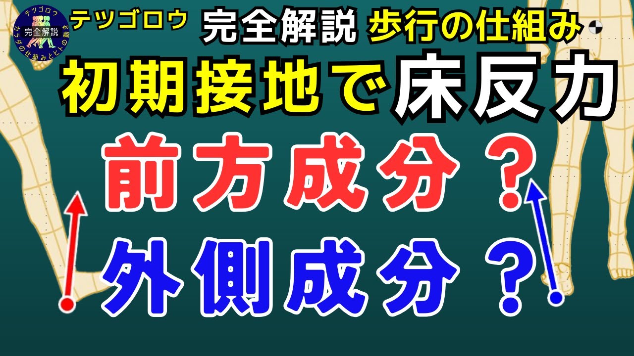 【完全解説】正常歩行のメカニズム 初期接地1 基本要素 初期接地の基本要素を解説しますまた、床反力ベクトルの前方成分と外側成分について原因を明らかにします
