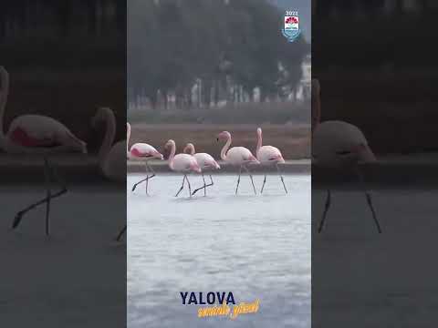 YALOVA ♥️Güzel olan