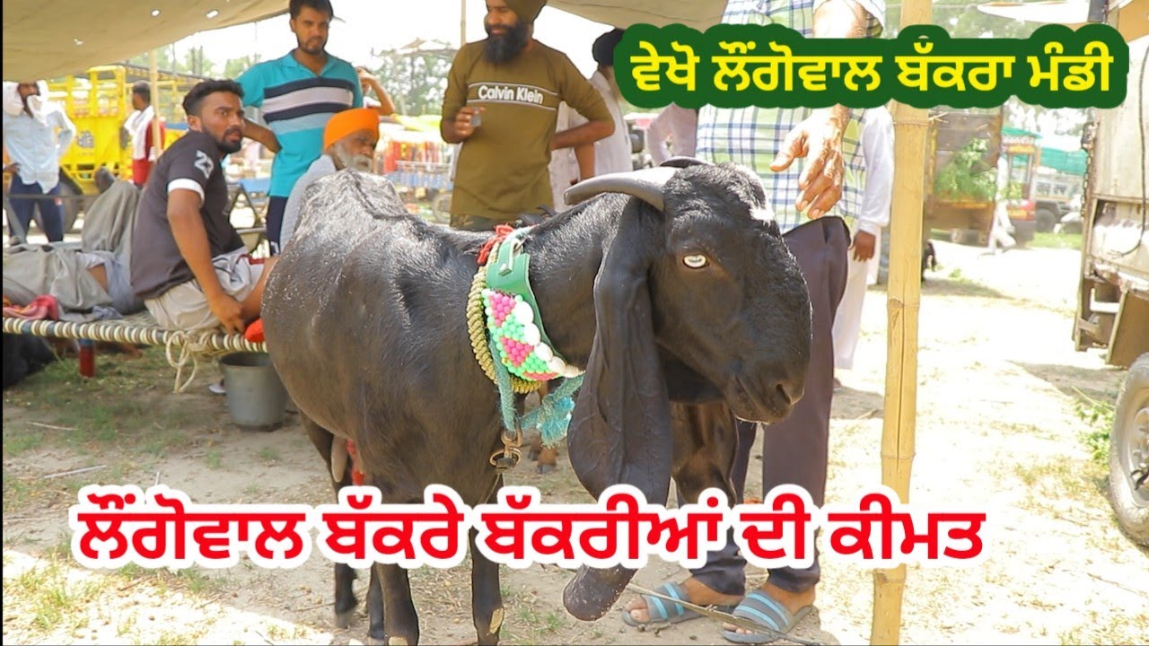 ਲੌਂਗੋਵਾਲ ਬੱਕਰੀਆਂ ਦੀ ਮੰਡੀ - Goat farming - Longowal Bakra Mandi @ILTILANATV