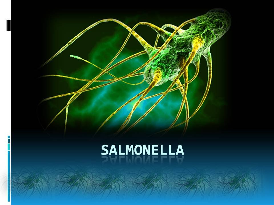 Salmonella YouTube