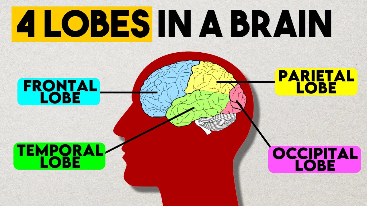 4 Lobes in the Brain
