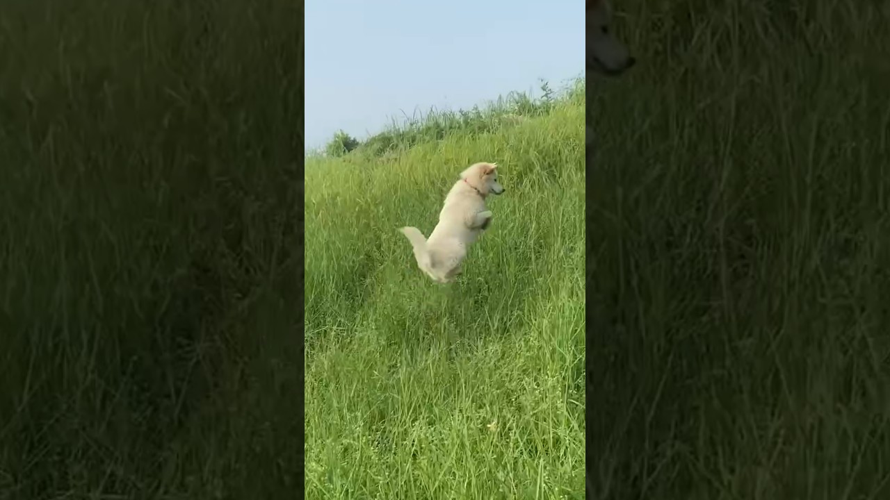 Dog Bounds Onto Grassy Hillside During Playful Leaps
