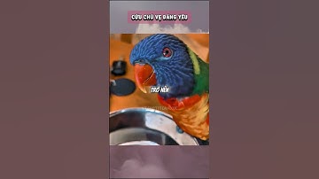 Giải Cứu Chú Vẹt Đáng Yêu