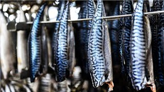 Mackerel Fishing by Modern Technique - Canned Fish Processing Line - Mackerel Processing in Factory