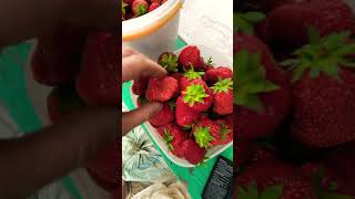 Огромная клубника🍓Очень приятно собирать #клубника #лето #огород