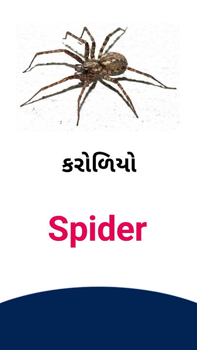 Download lagu Spider meaning in Gujarati - English dictionary