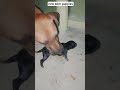 New Born Puppies Doglover Misgielyn2025 