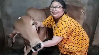 Calf growing journey || Our Sunny || VridhiRama