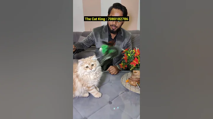 Video 11651471: persiancat persians, persian cat female kitten