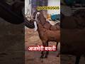 अजमेरी बकरी शानदार क्वालिटी में #bakripalankaisekre #goatfarming #farming #reels #trending #goat