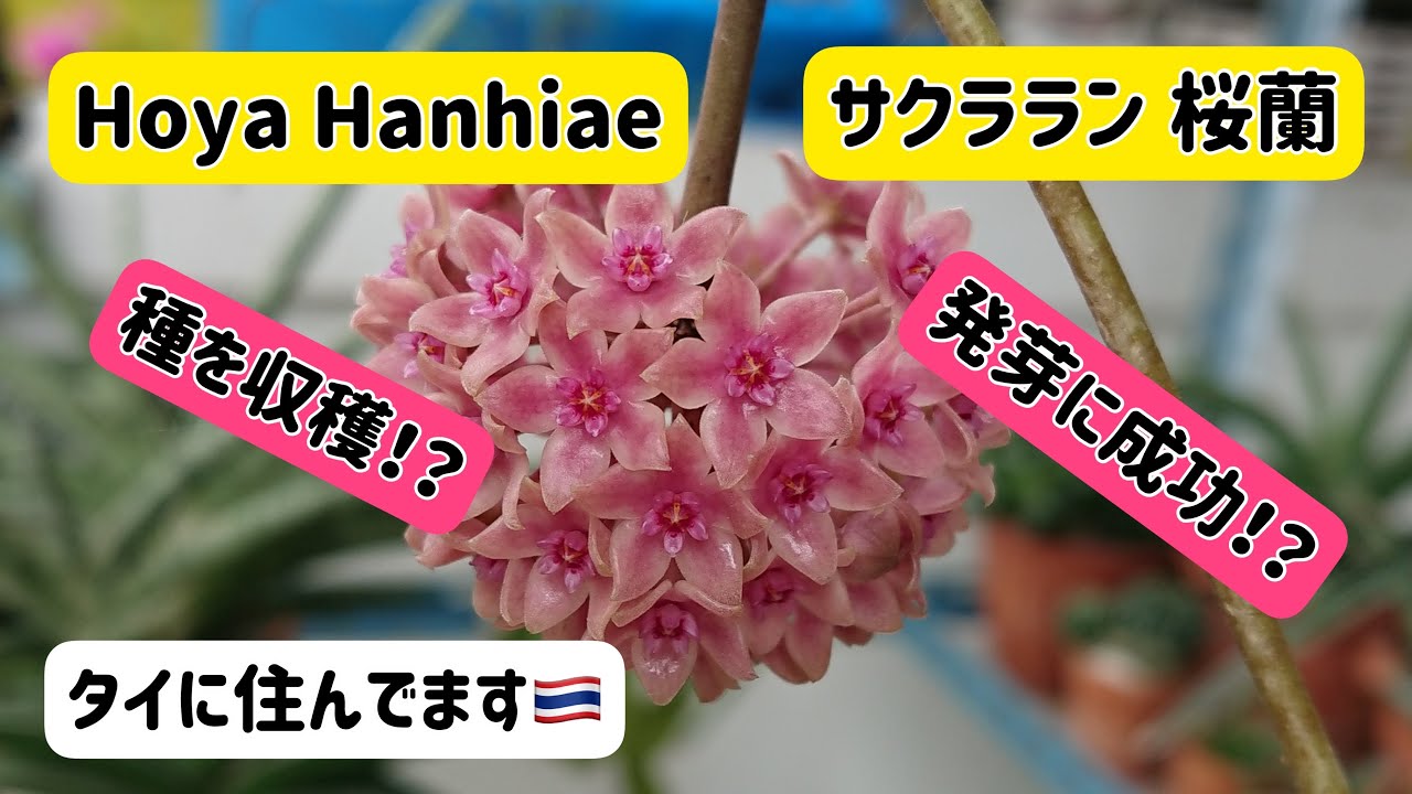 harvest→Germination→Leaf opening【Hoya】 - YouTube