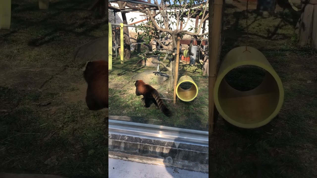 【OSAKA】Must-See Cute Animal - Red Panda at Tennoji Zoo