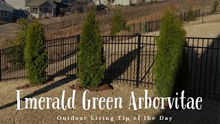 Emerald Green Arborvitae - Outdoor Living Tip of the Day