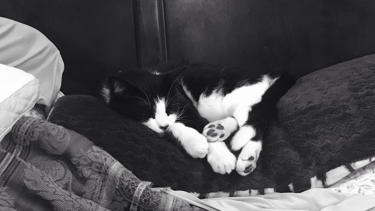Rizziest Rizziest cat in America - YouTube