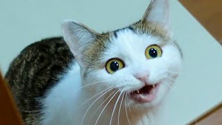 トイレから出ると熱烈なねこ。-Miri's ardent meows.-