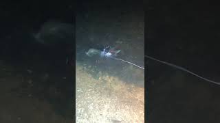 Table Rock Lake, summer break, status on #tablerocklake #bowfishing #branson