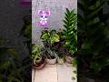 😍Inki khushi to dekho #plantlover #shortsfeed #trending #viral #terracegarden #plants #shorts