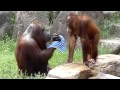 Orangutan cools off