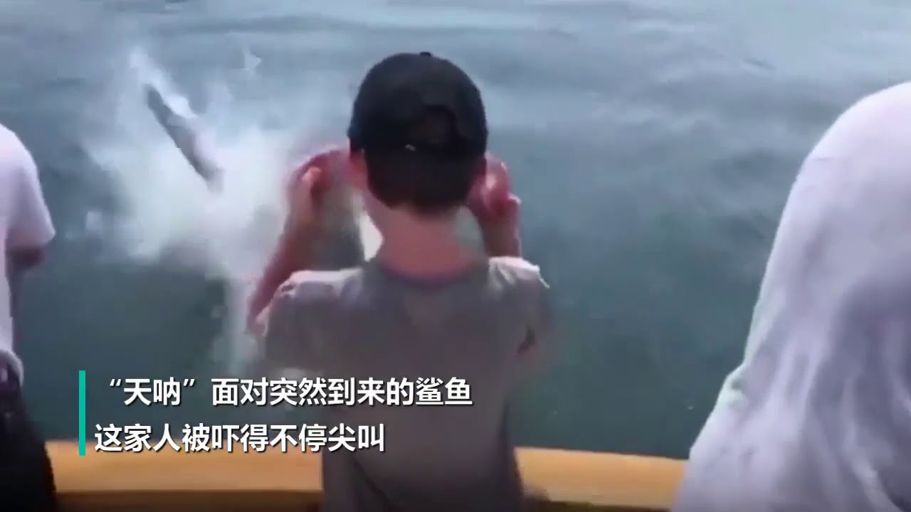 嚇壞了 女子釣到大魚收線那刻被鯊魚強勢奪食 Youtube