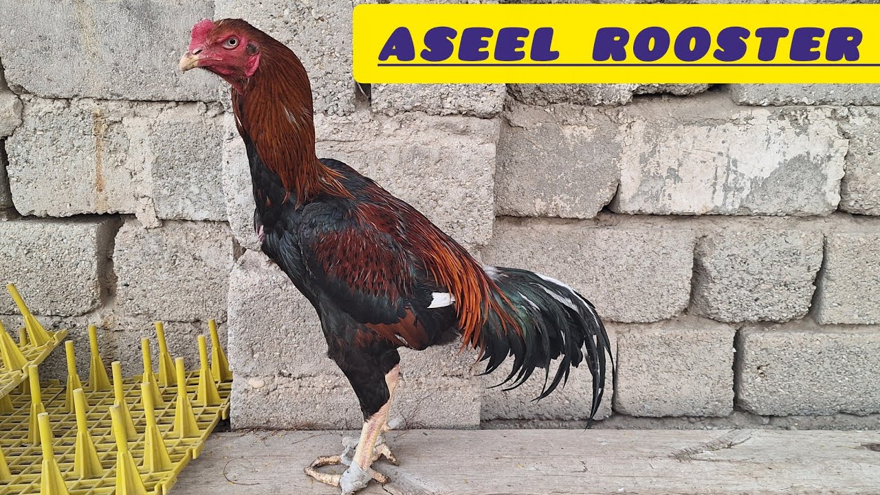 Elite turco  Brazilian import rooster dead  machine خروس وارداتی ترک برزیلی قاتل حرفه ای میدان