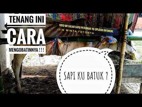 Video: Saat Kuda Tersedak – Cara Mengobati Kuda Tersedak