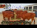 Haider sahiwal cattle farm | 6 pure sahiwal heifers and 1 pure sahiwal breeder available in gujrat