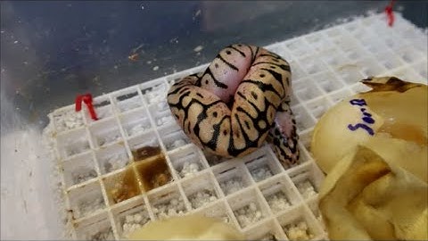 Baby Bumble Bee Ball Python Setup