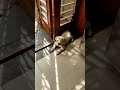 DOG CONFUSED BY HIGH FREQUENCY SOUND AM MAXEE mp3
