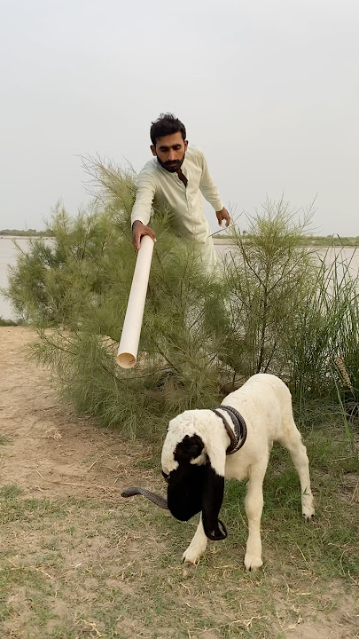 Jhaarie nag